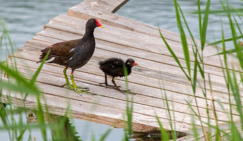 Moorhen