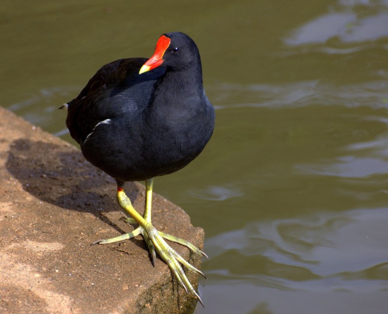 Камышница – Gallinula chloropus (l.)