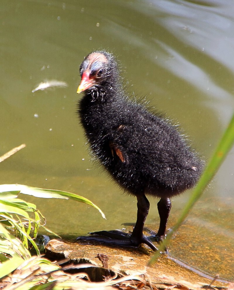 Камышница Gallinula chloropus (Linnaeus, 1758)
