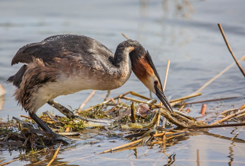 Большая поганка – Podiceps cristatus