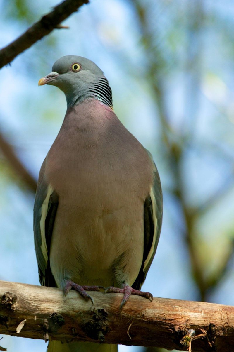 Columba palumbus