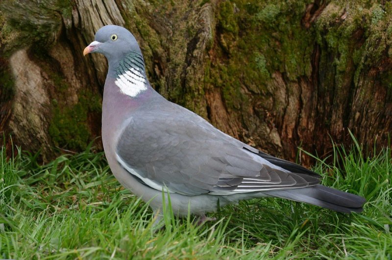 Вяхирь обыкновенный (Columba palumbus)