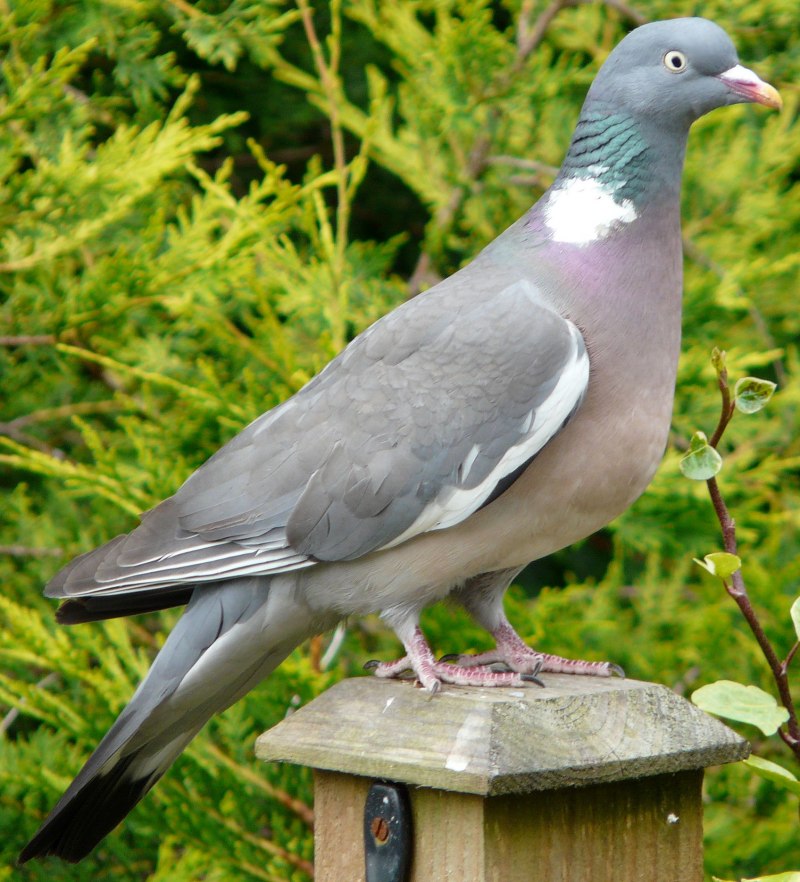 Вяхирь (Columba palumbus)