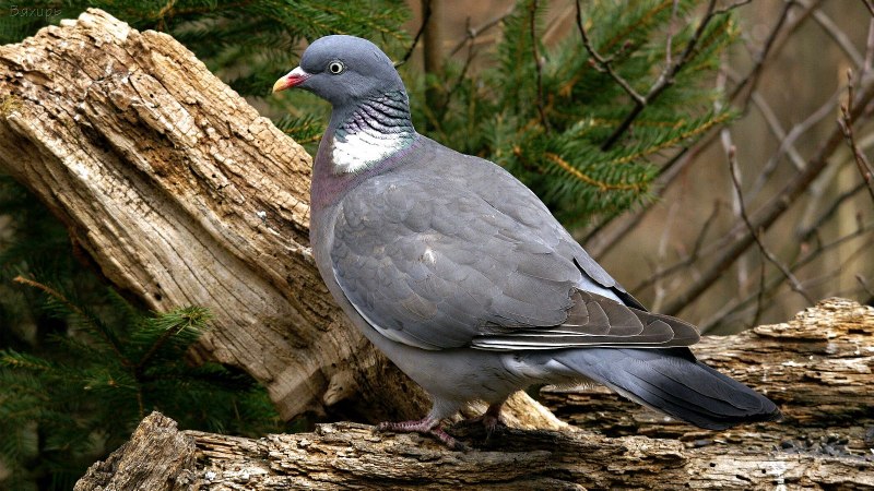 Вяхирь (Columba palumbus)