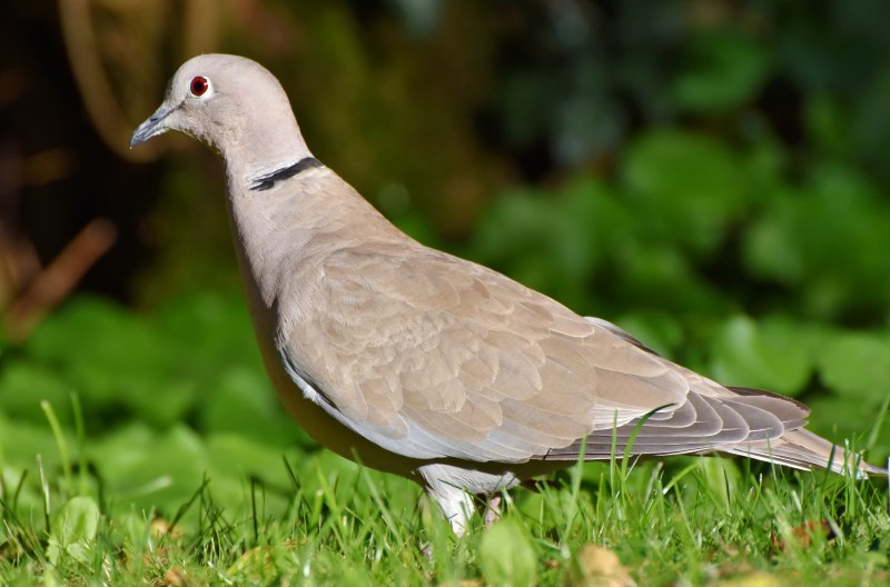 Вяхирь (Columba palumbus)
