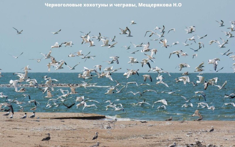 Птицы Каспийского моря