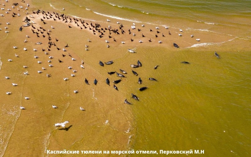 Пеликан Азовское море