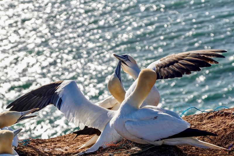Каспийский зуёк (Charadrius asiaticus)