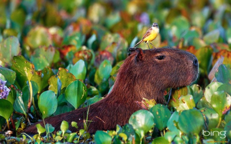 February 2012 Capybara