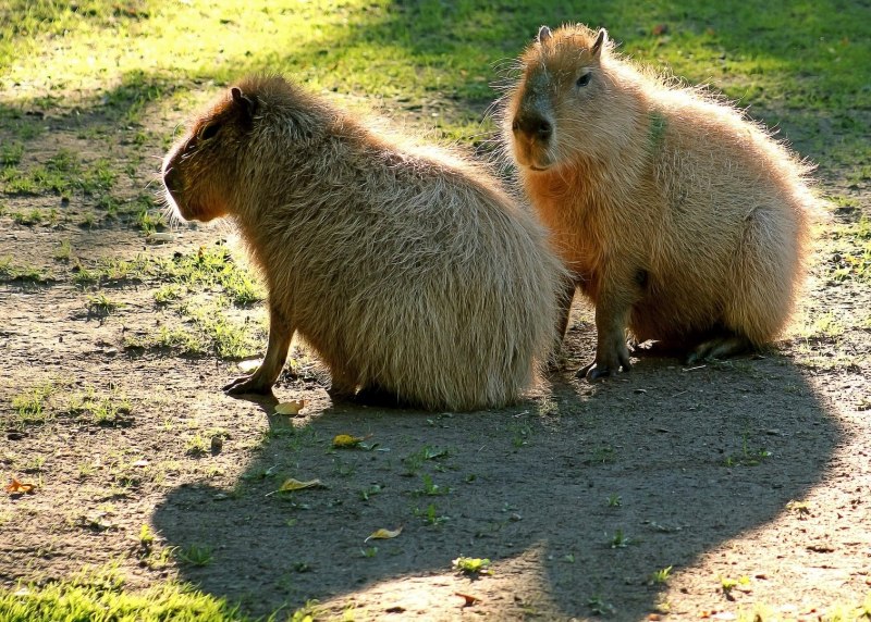 Животные Южной Америки капибара