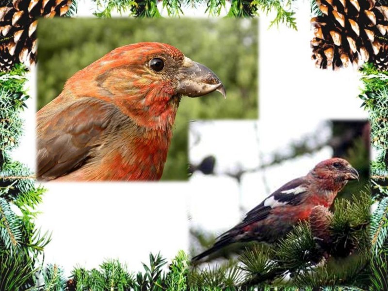 Клёст-Сосновик Loxia pytyopsittacus