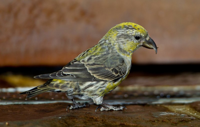 Клёст-Сосновик Loxia pytyopsittacus