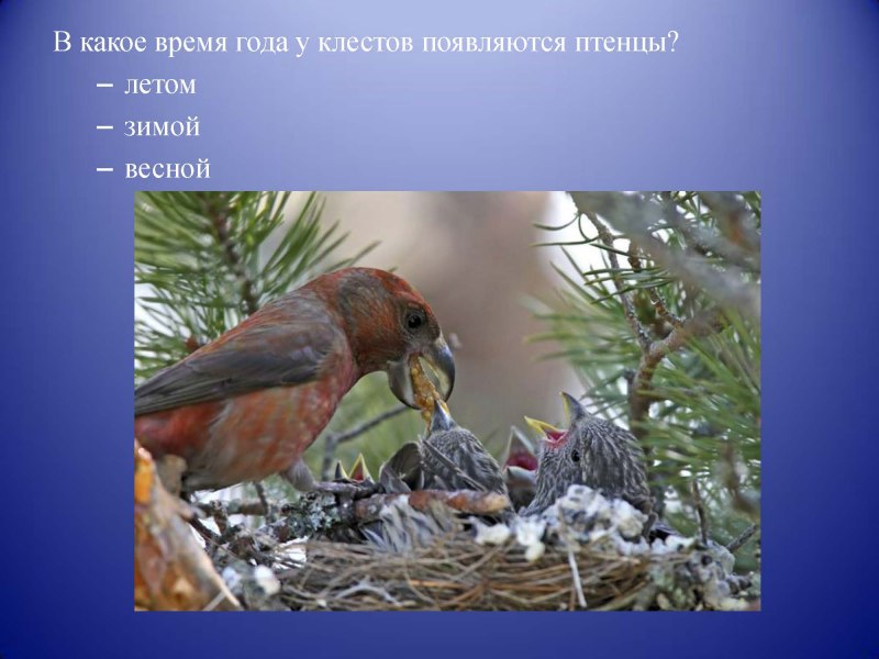 Монтана птица
