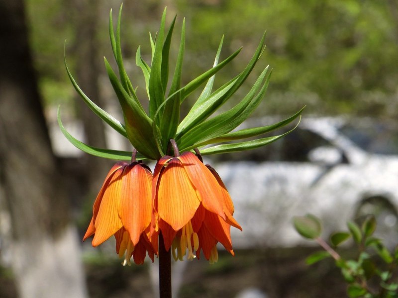 Рябчик (Bonasa bonasia)