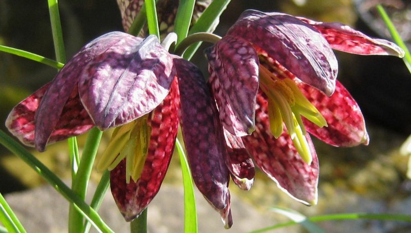 Рябчик малый — Fritillaria meleagroides