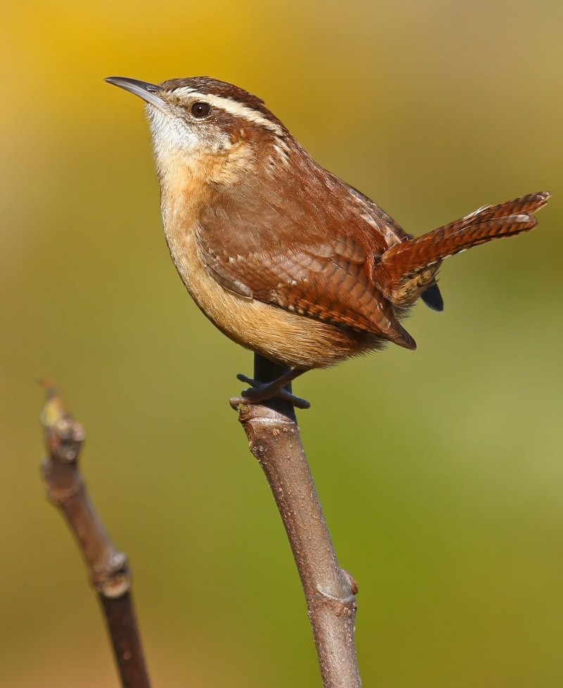 Крапивник Troglodytes Troglodytes