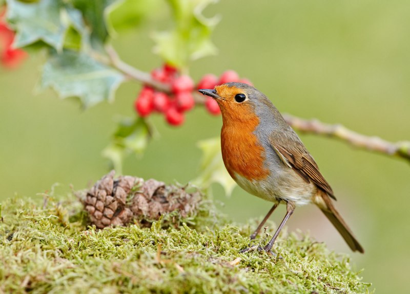 Rouge gorge