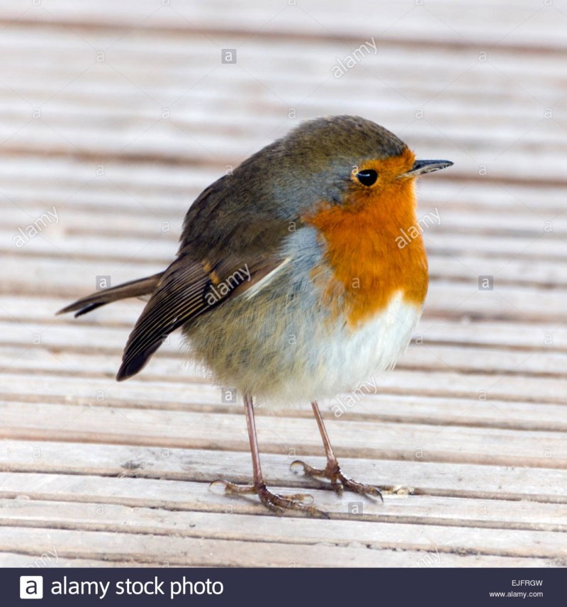 Erithacus rubecula самка