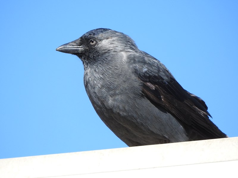 Corvus monedula