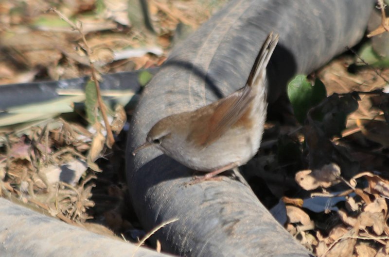 Cetti Warbler Bird