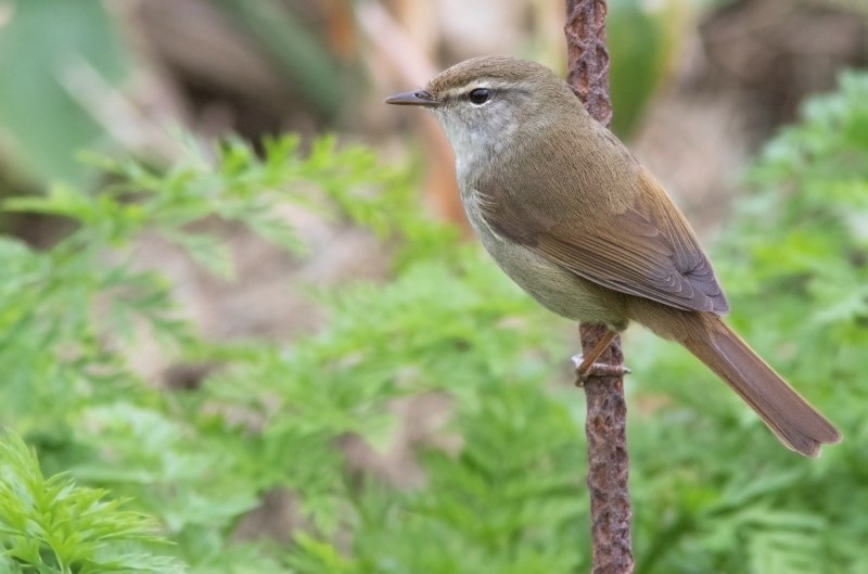 Japanese Bush-Warbler
