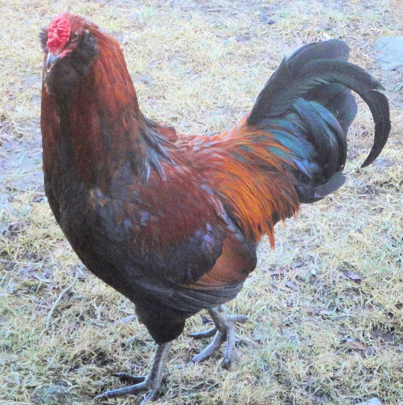 Курочки Амераукана