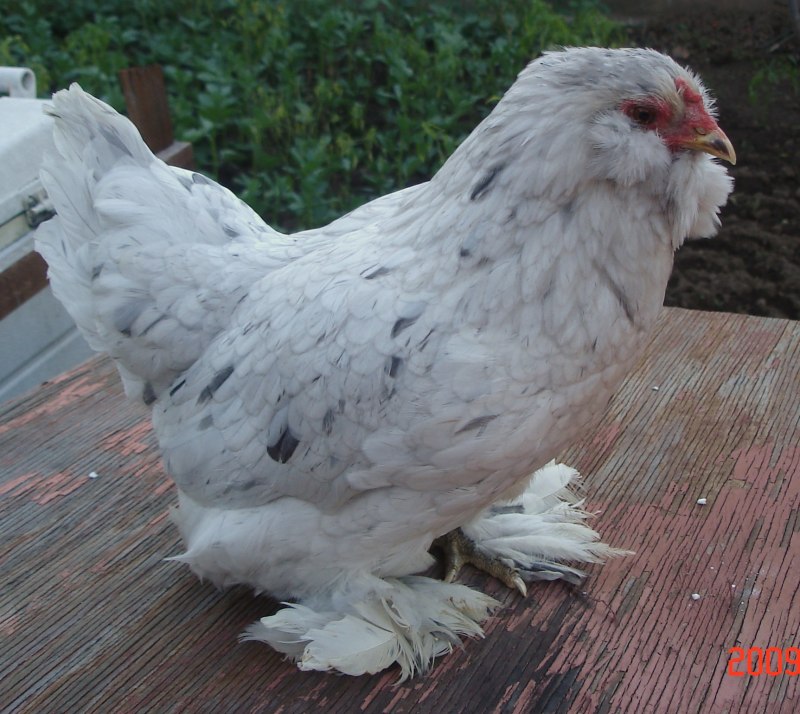 Куры Араукана