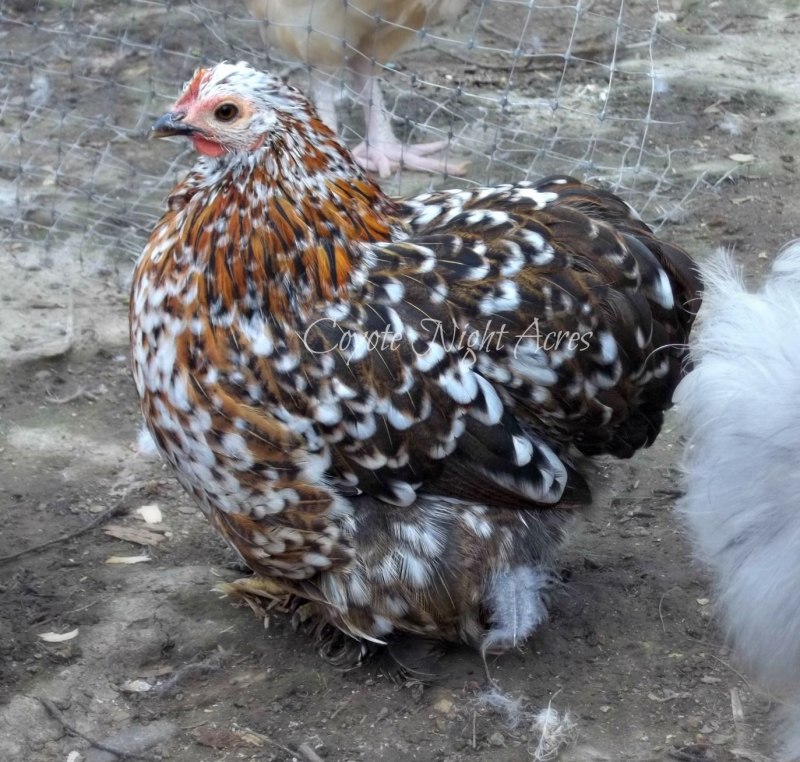 Петухи породы Амераукана