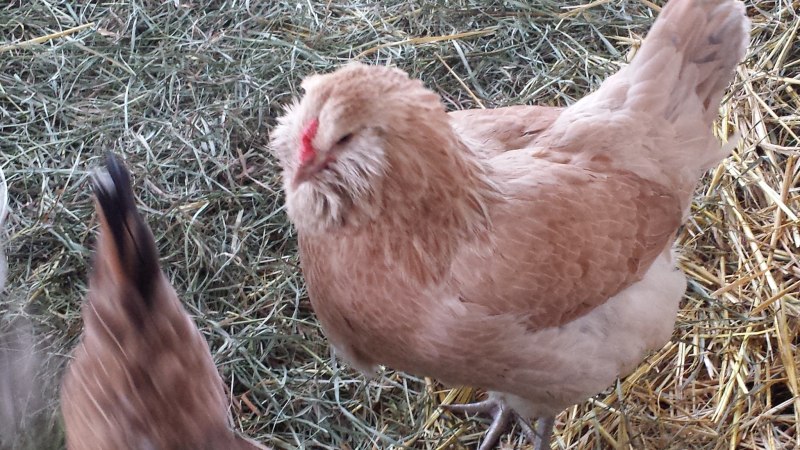 Куры породы Амерауканы