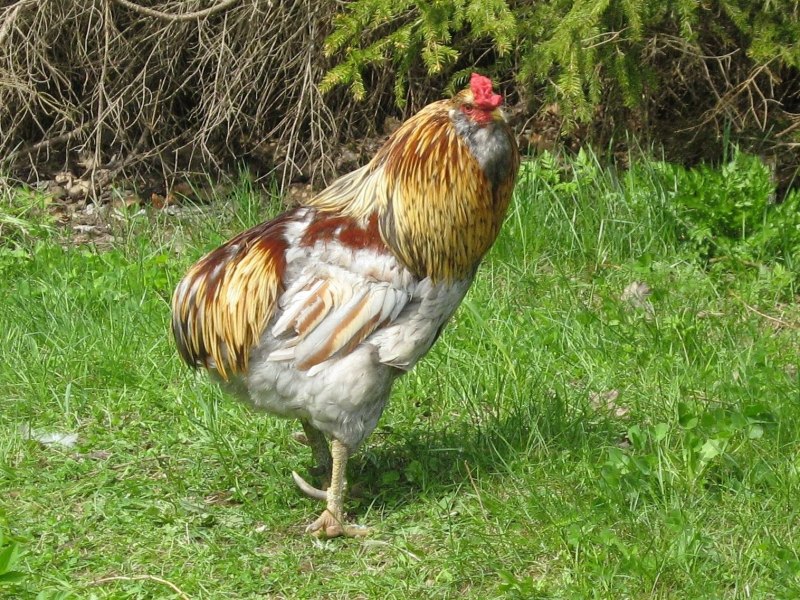 Амераукана Лавандовая
