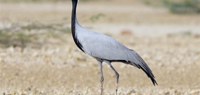 Серый журавль Grus Grus