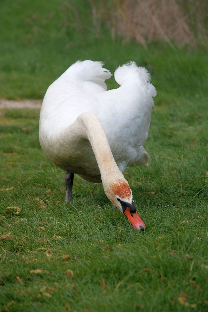Сноу Гус (Snow Goose)