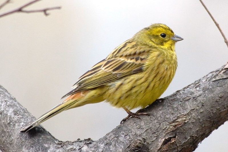Птица желтая овсянка (31 фото)