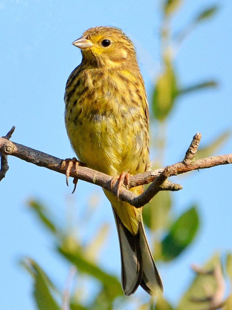 Овсянка желтогорлая (Cristemberiza elegans)