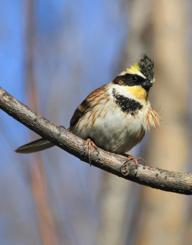 Овсянка желтогорлая (Cristemberiza elegans)