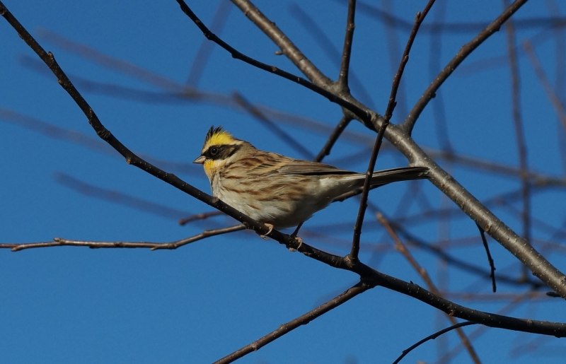 Emberiza citrinella