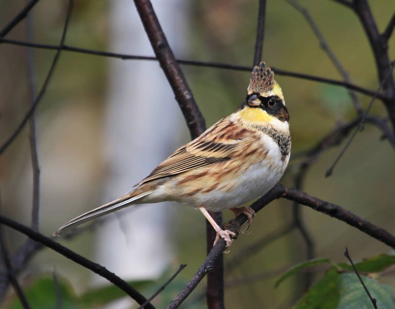 Овсянка желтогорлая (Cristemberiza elegans)