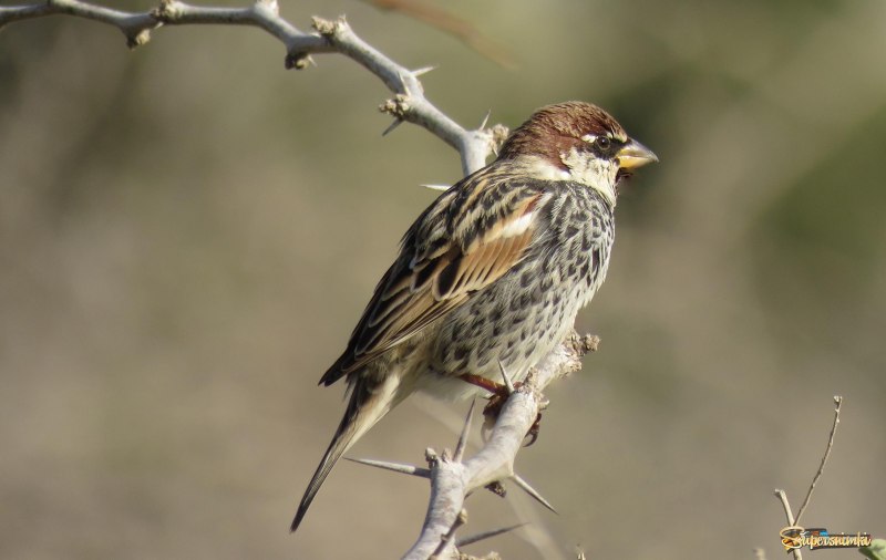 Passer hispaniolensis