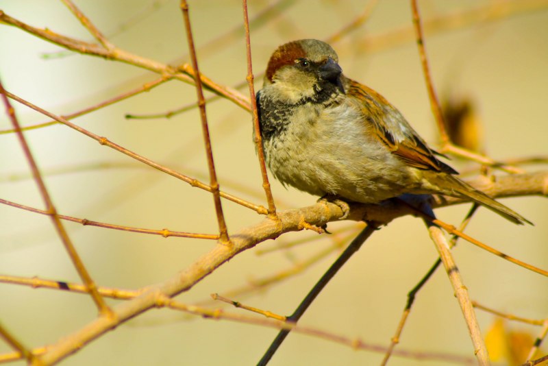 Sparrow Canary Hybrid