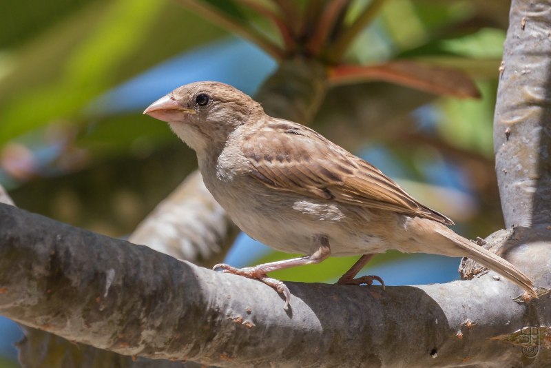 Passer pyrrhonotus