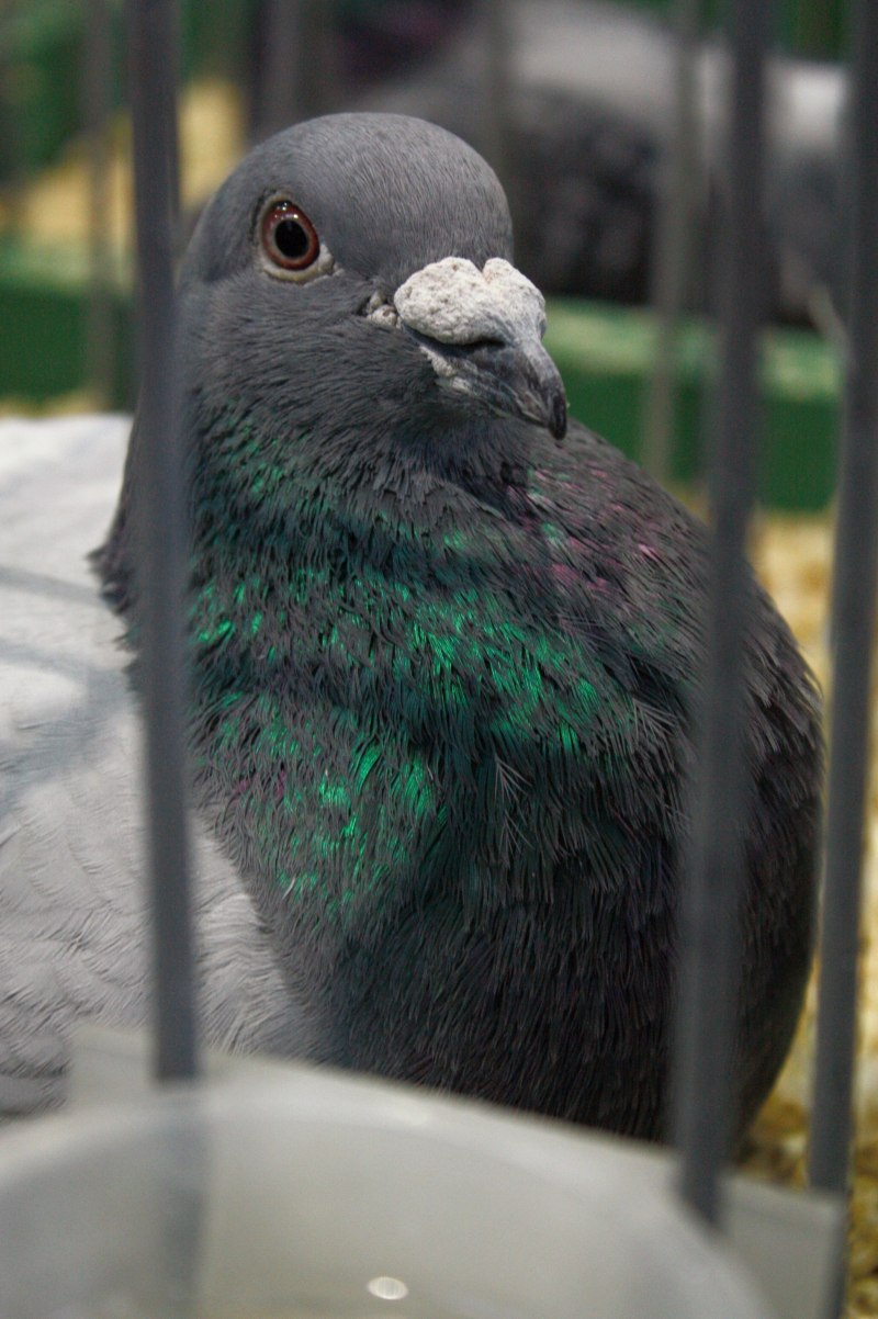Клюв голубя