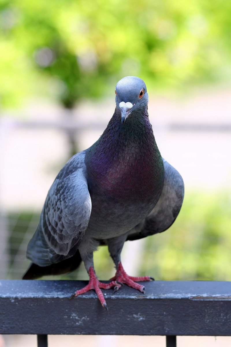 Columba Livia