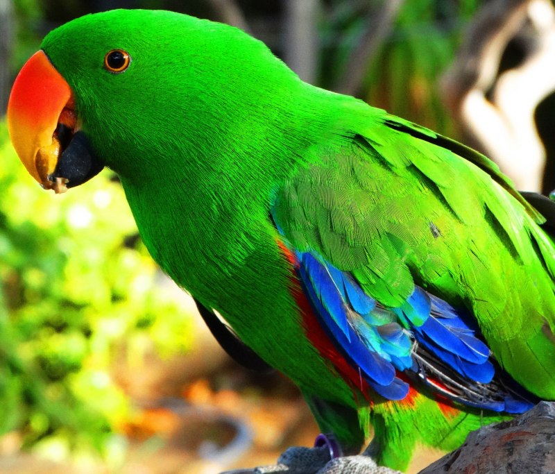Корнет Parrot