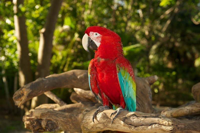 Красный попугай Lorikeet