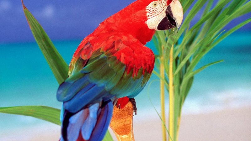 Попугай Macaw ок