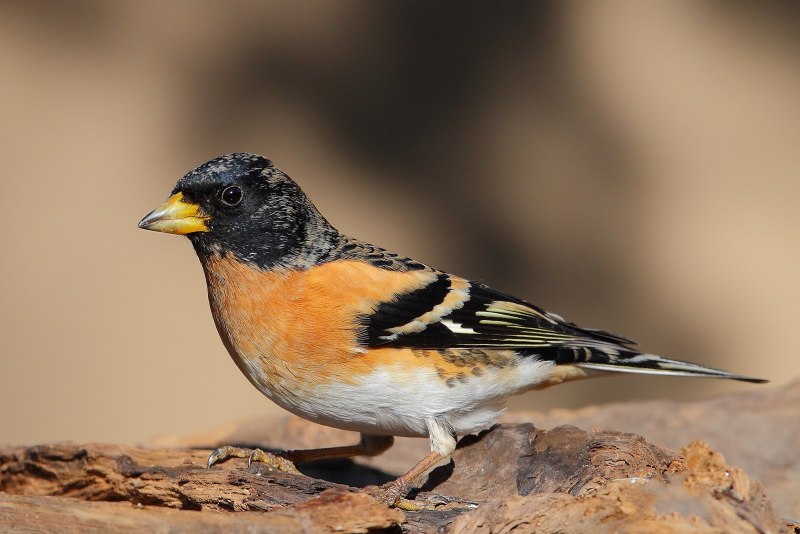 Fringilla montifringilla молодой
