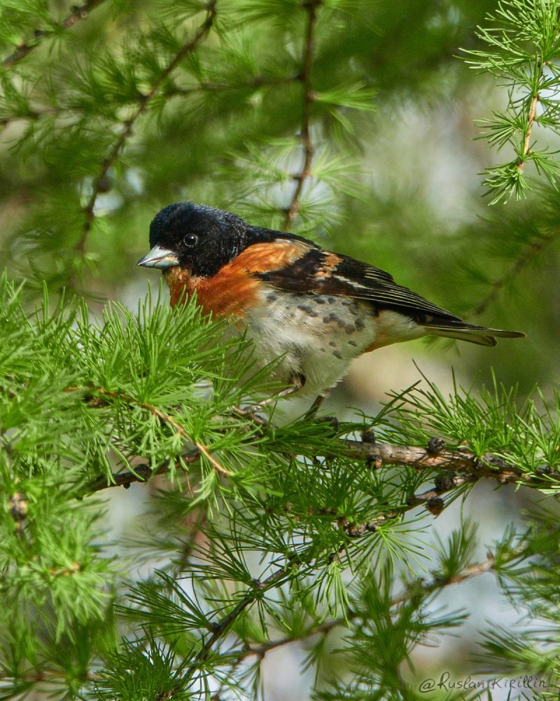 Юрок (fringilla montifringilla).