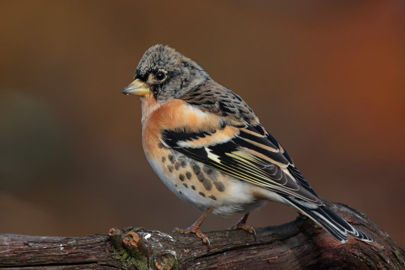Fringilla montifringilla самка