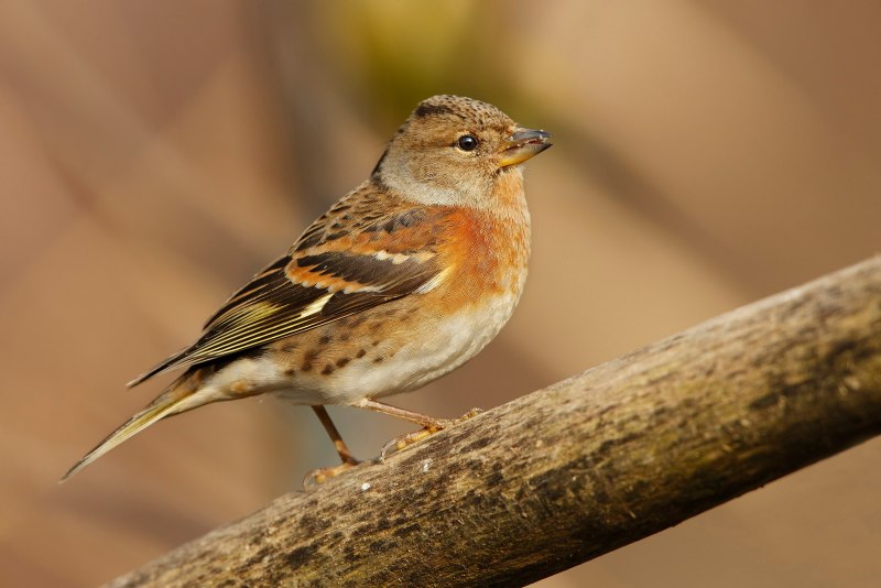Fringilla montifringilla самка
