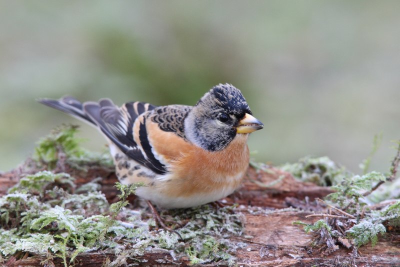 Fringilla montifringilla